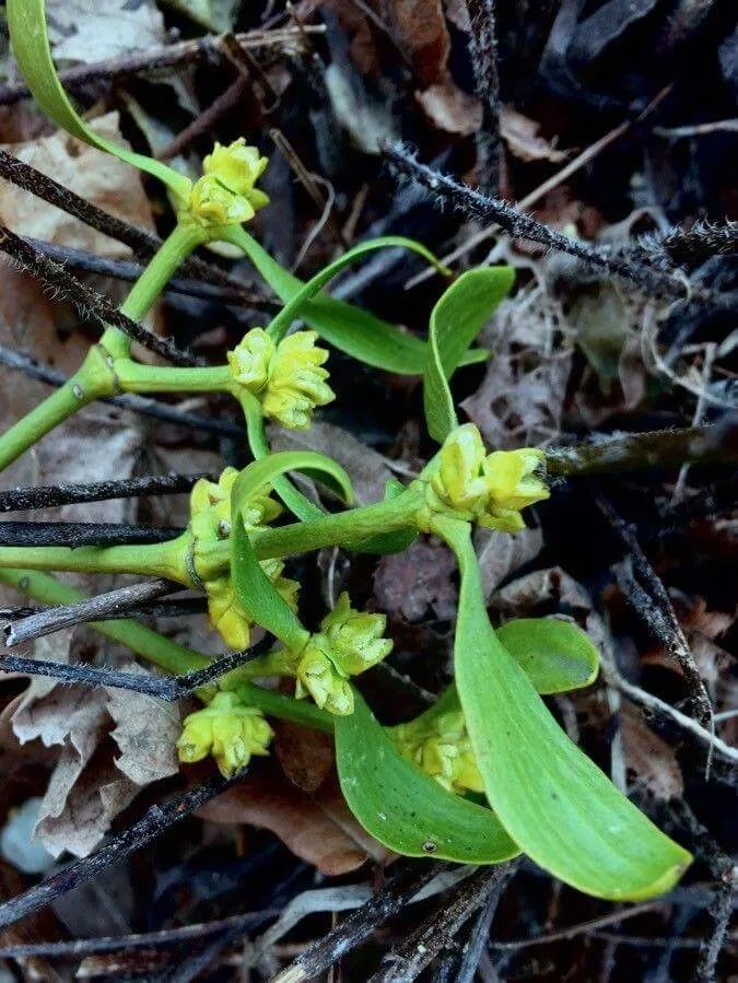 Fedezd fel a Fehér fagyöngy (Viscum album) fajtáit, ültetését, metszését és betegségeit Fedezd fel a Fehér fagyöngy (Viscum album) fajtáit, ültetését, metszését és betegségeit