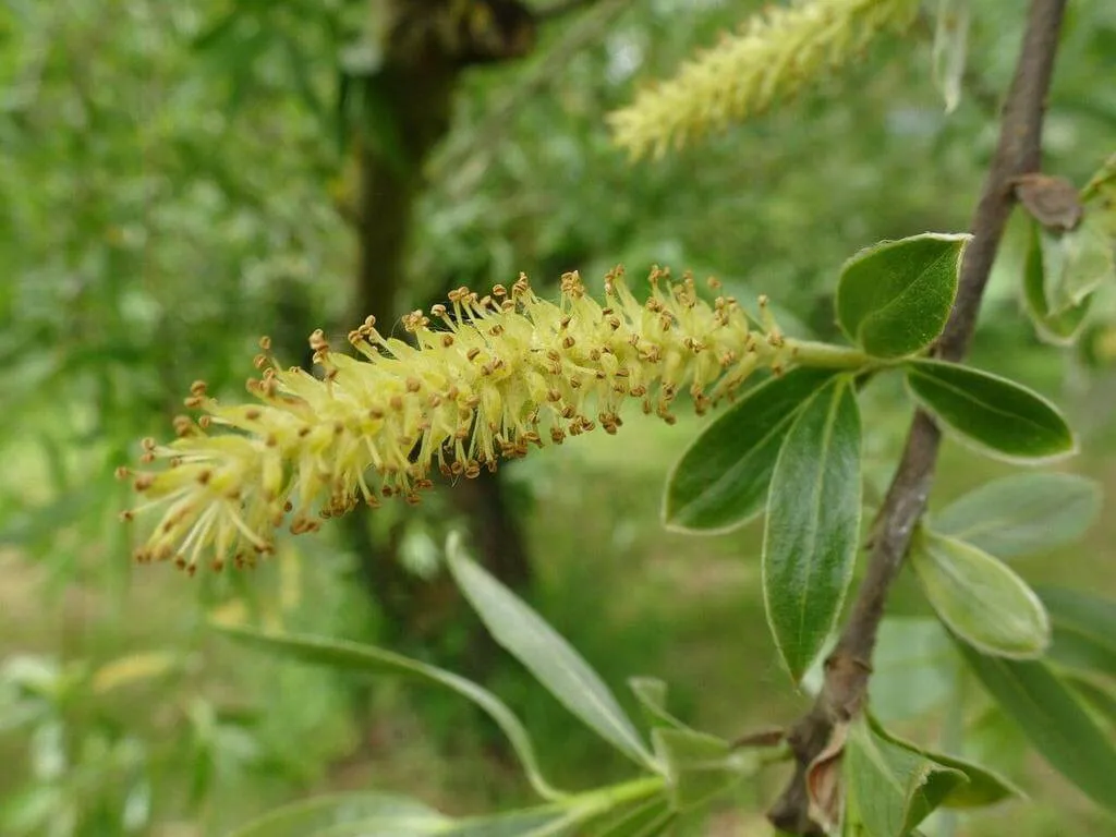 Fedezd fel a Fehér fűz (Salix alba) varázslatos világát: fajták, ültetés, metszés és betegségek