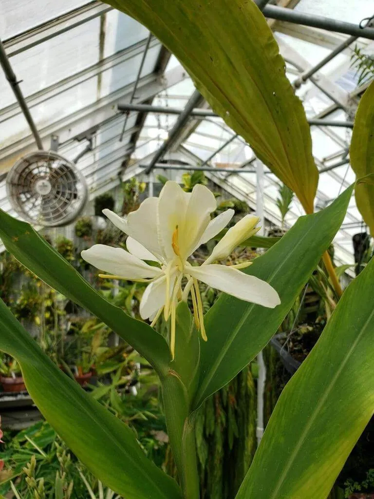 Fehér gyömbérliliom (Hedychium coronarium): fajtái, ültetése, metszése és betegségei