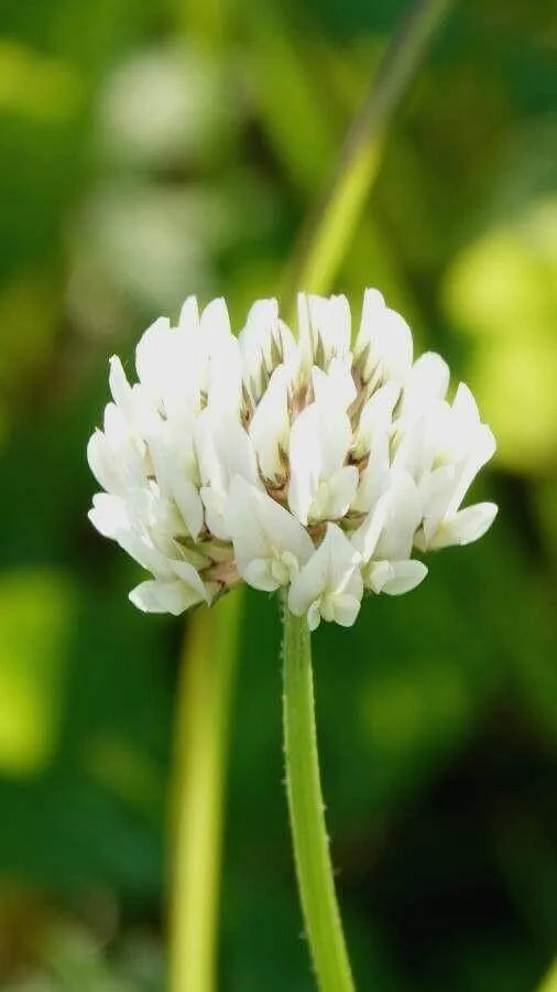 Fedezd fel a Fehér here (Trifolium nigrescens) fajtáit, ültetését, metszését és betegségeit