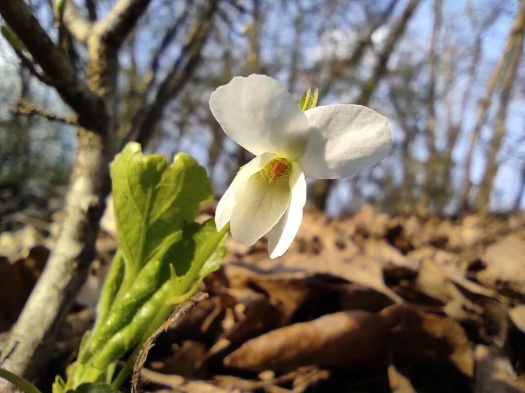 Fedezd fel a Fehér ibolya (Viola alba) fajtáit, ültetését, metszését és betegségeit!