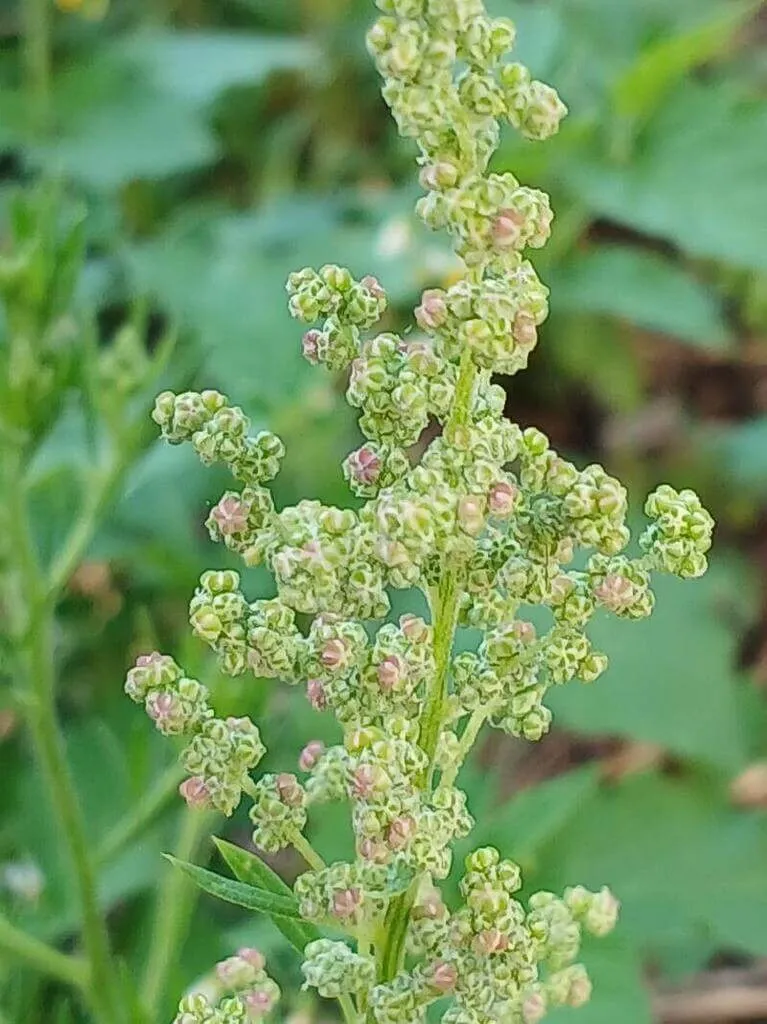 Ismerd meg a Fehér libatopot (Chenopodium album), annak fajtáit, gondozási módszereit, teleltetését és a leggyakoribb kártevőket!