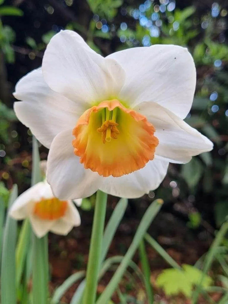 Fedezd fel a Fehér nárcisz (Narcissus poeticus) fajtáit, ültetését, metszését és betegségeit