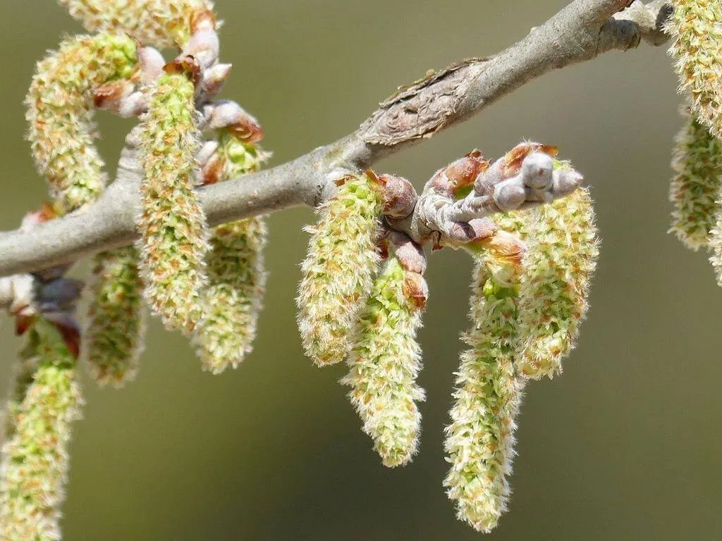 Fehér nyár (Populus alba): fajtái, ültetése, gondozása és betegségei