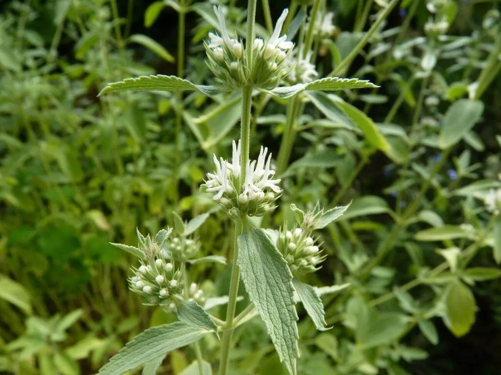 Fedezd fel a Fehér pemetefű (Marrubium peregrinum) fajtáit, ültetését, metszését és betegségeit! Fedezd fel a Fehér pemetefű (Marrubium peregrinum) fajtáit, ültetését, metszését és betegségeit!