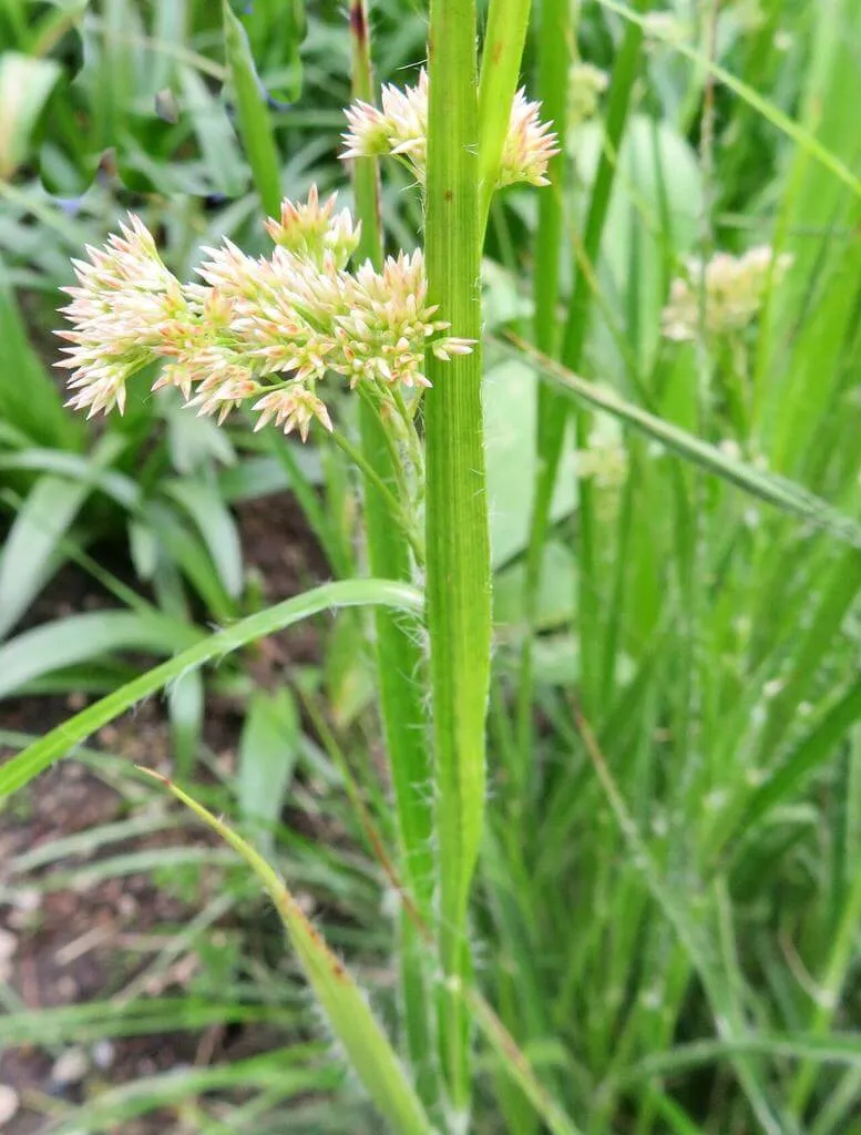 Fedezd fel a Fehér perjeszittyót (Luzula luzuloides): fajták, ültetés, gondozás és betegségek