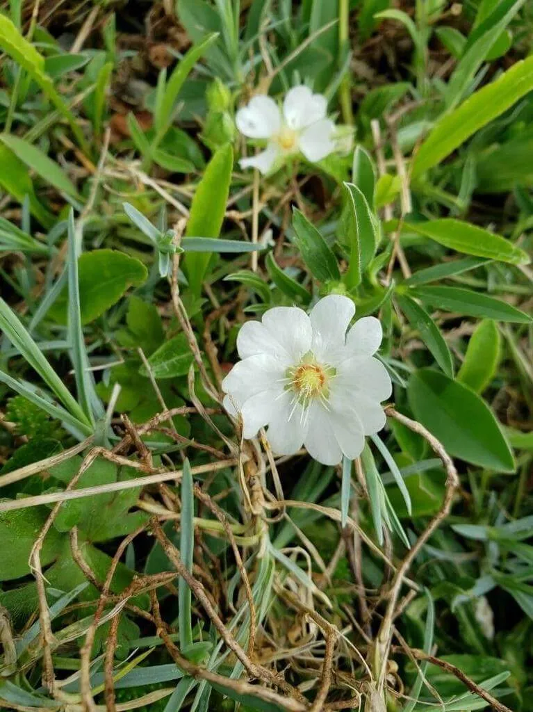 Fedezd fel a Fehér pimpó (Potentilla alba) fajtáit, ültetését, metszését és betegségeit!