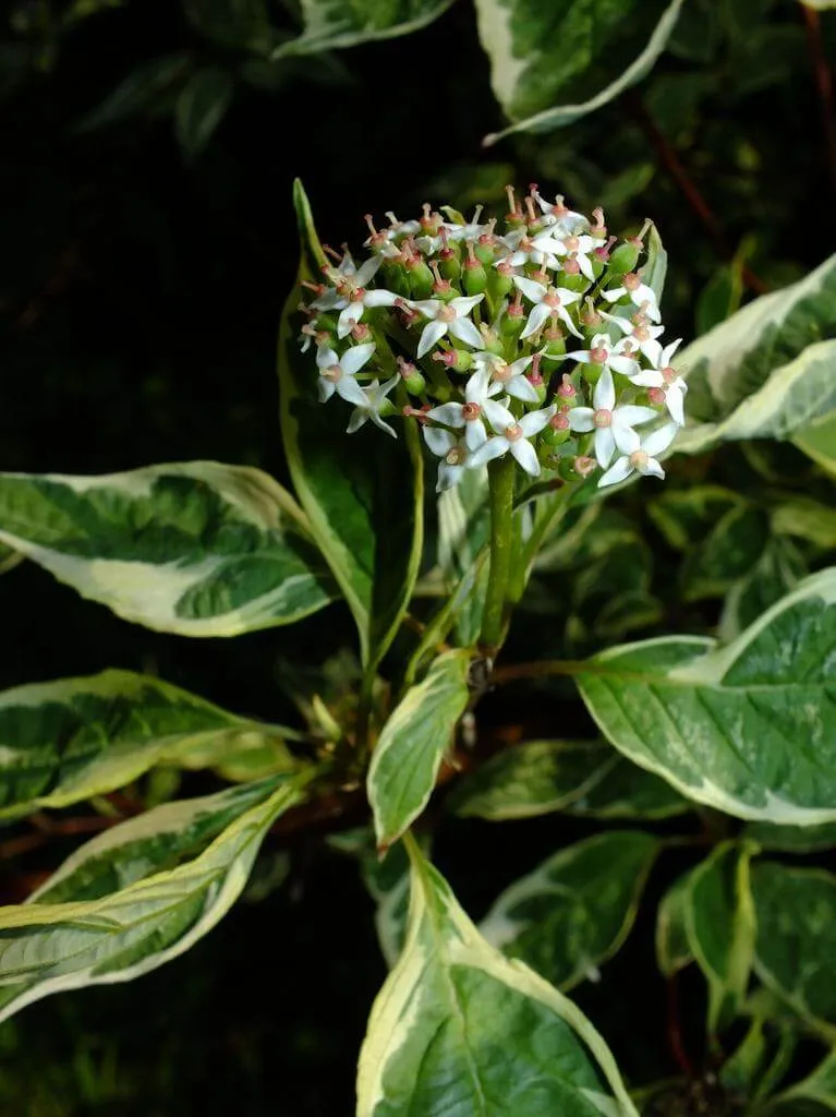 Fedezd fel a Fehér som (Cornus alba) fajtáit, ültetését, metszését és betegségeit Fedezd fel a Fehér som (Cornus alba) fajtáit, ültetését, metszését és betegségeit