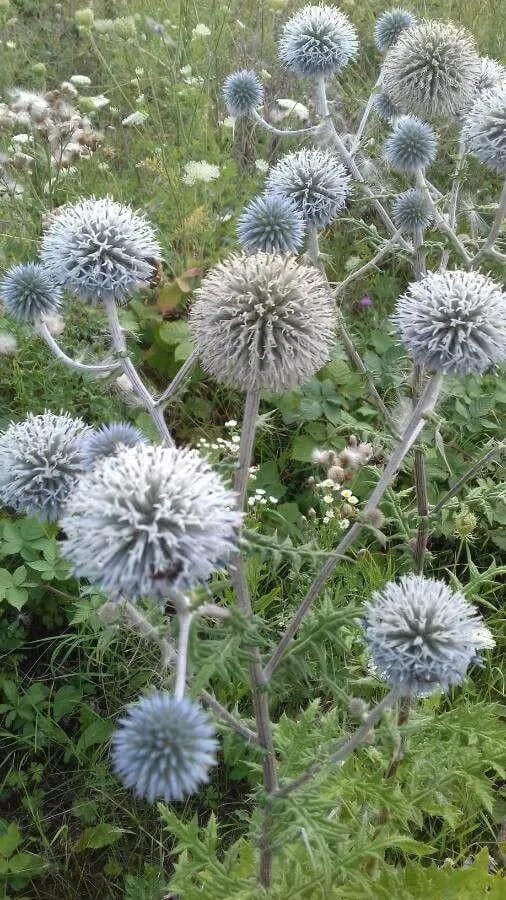 Ismerd meg a Fehér szamárkenyér (Echinops sphaerocephalus) fajtáit és jellemzőit! Tudd meg hogyan kell gondozni, telelteni, öntözni. Fedezd fel a leggyakoribb kártevőket és betegségeket is!