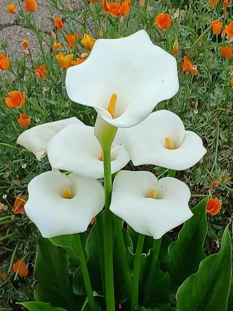 Ismerd meg a Fehér tölcsérvirág (Zantedeschia aethiopica) fajtáit, gondozását, teleltetését és leggyakoribb betegségeit. Tudd meg hogyan kell öntözni és metszeni ezt az elegáns növényt!