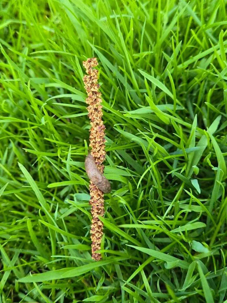 Fehér tölgy (Quercus alba): Fajták, Gondozás, Ültetés és Betegségek