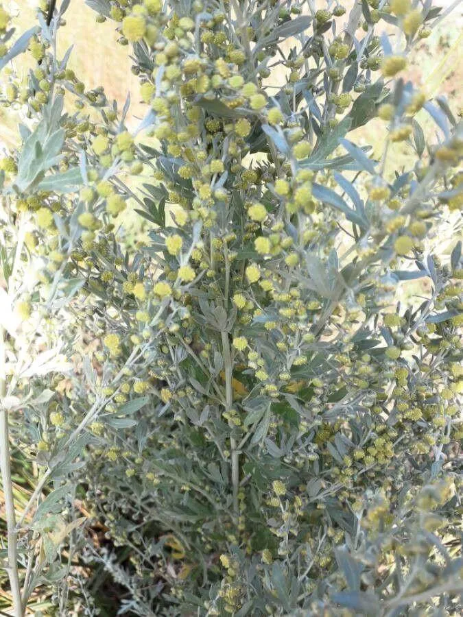 Ismerd meg a Fehér üröm (Artemisia absinthium) különböző fajtáit, gondozását és teleltetési módszereit. Tudd meg hogyan védd meg kártevők ellen!