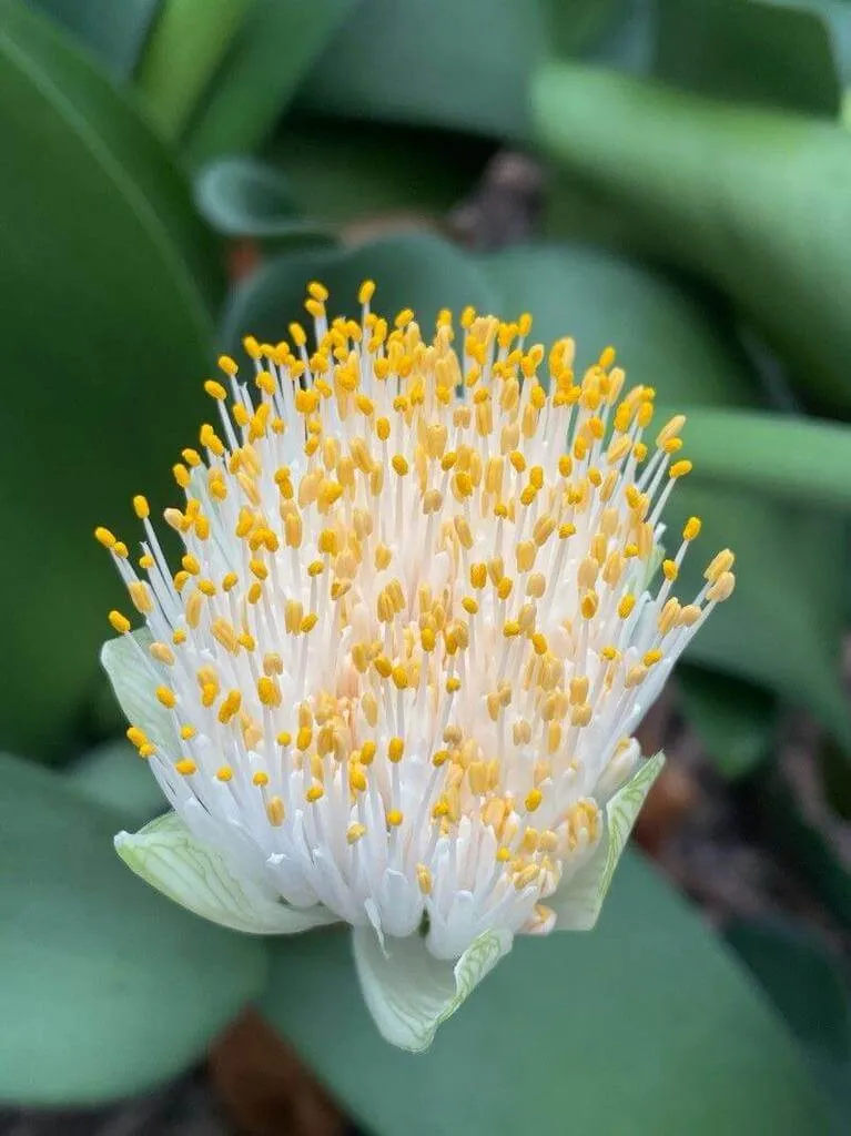 Fedezd fel a Fehér vérvirág (Haemanthus albiflos) fajtáit, gondozását és betegségeit!