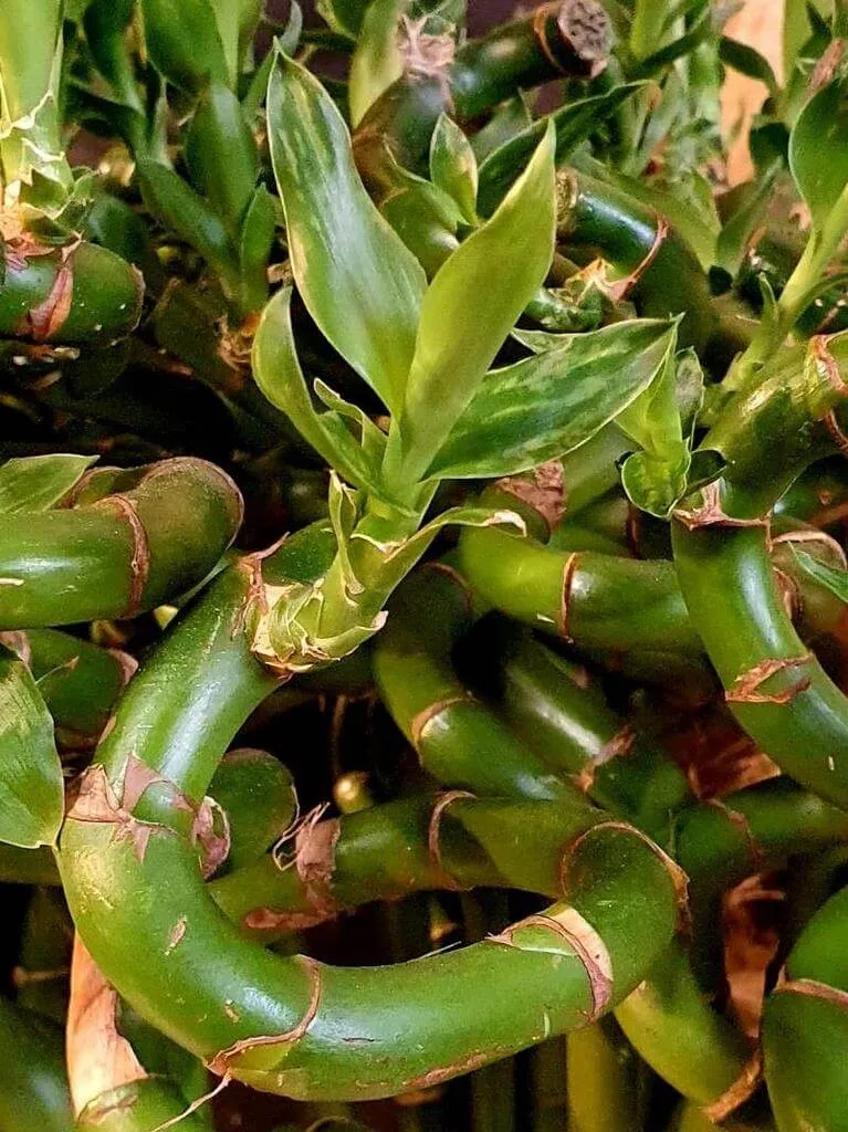 Fedezd fel a Fehérszélű sárkányfa (Dracaena sanderiana) fajtáit, gondozását és betegségeit