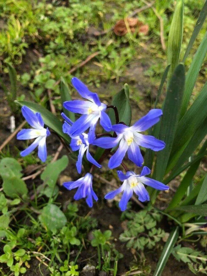 Ismerd meg a Fehérszemű hófényt (Scilla luciliae)! Tudd meg a fajtáit, ültetését, öntözési módszereit és hogyan védekezhetsz kártevők ellen. Fedezd fel az ideális talajigényt és metszési technikákat is!