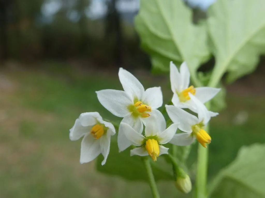 Ismerd meg a Fekete csucsor (Solanum nigrum) fajtáit és jellemzőit! Tudd meg hogyan kell gondozni, teleltetni, öntözni; valamint ismerd meg a leggyakoribb kártevőket és betegségeket!