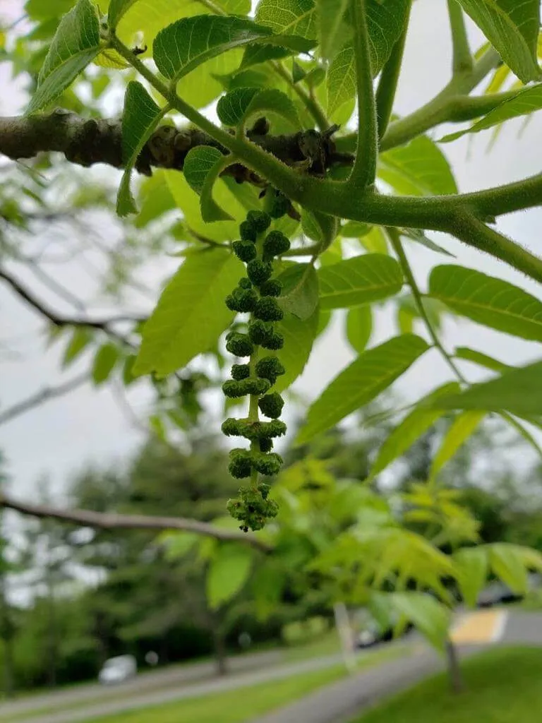 Ismerd meg a Fekete dió (Juglans mandshurica) fajtáit és jellemzőit! Tudd meg hogyan kell gondozni, teleltetni és szaporítani. Olvasd el kártevőkről és leggyakoribb betegségeiről is!