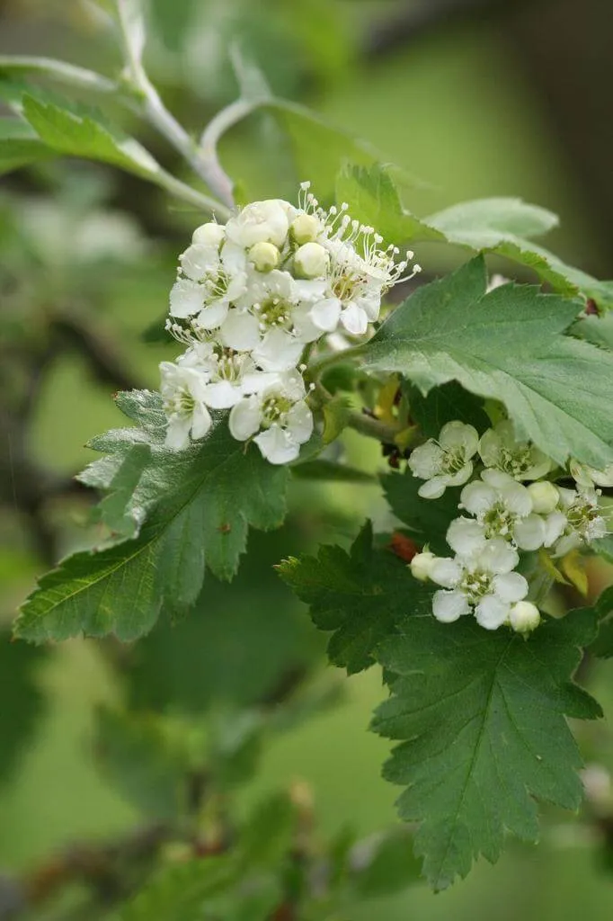 Fekete galagonya (Crataegus nigra): fajtái, ültetése, metszése és betegségei
