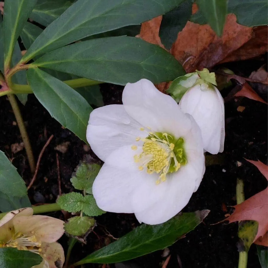 Fekete hunyor (Helleborus niger): Ismerd meg fajtáit, ültetését, metszését és betegségeit!