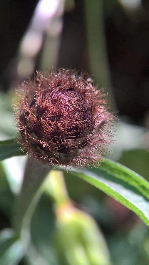 A cikk bemutatja a Fekete imolát (Centaurea nigra), annak fajtáit, gondozási igényeit, teleltetését és szaporítási módszereit. Tudd meg hogyan kell helyesen öntözni és védekezni a kártevők ellen!