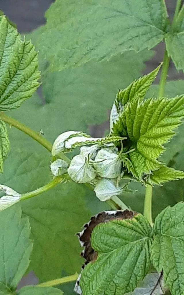 Fekete málna (Rubus occidentalis): fajták, ültetés, metszés és betegségek