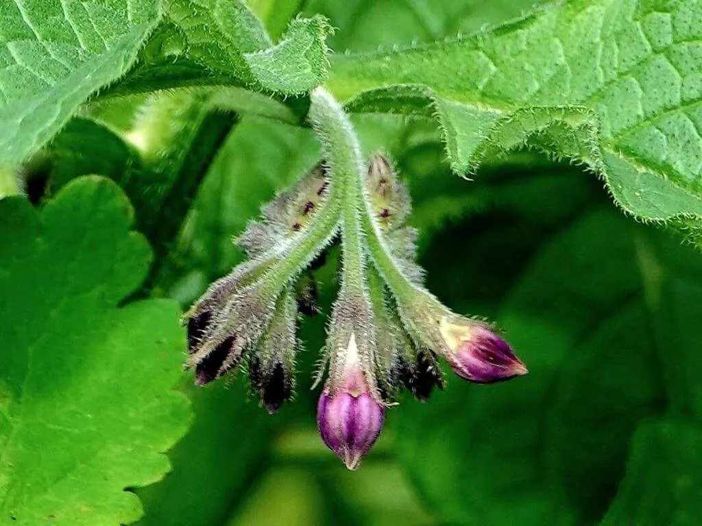 Ismerd meg a Fekete nadálytő (Symphytum officinale) fajtáit, gondozását és öntözési módszereit. Tudd meg hogyan teleltessük megfelelően! Kártevők elleni védekezés és gyakori betegségek felismerése.