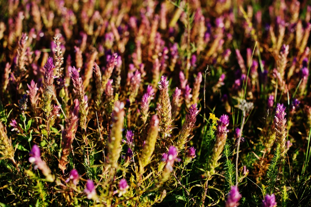 Fekete nadálytő a kertben: Hogyan támogathatja növényeid egészségét és regenerációját?