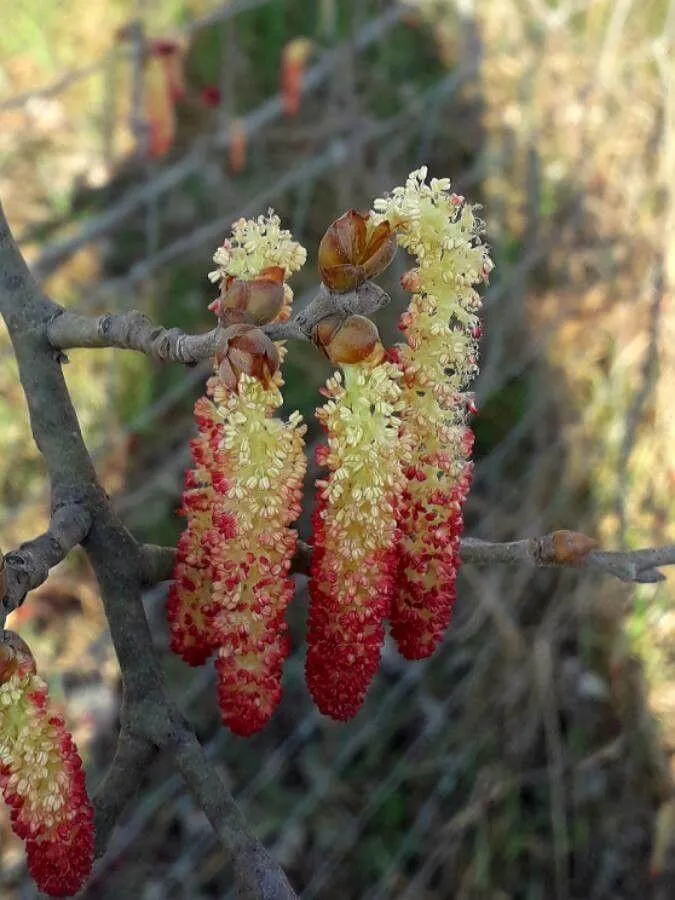 Fekete nyár (Populus nigra): fajtái, ültetése, metszése és betegségei