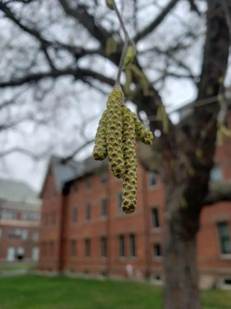 Fekete nyír (Betula nigra): fajtái, ültetése, metszése és betegségei
