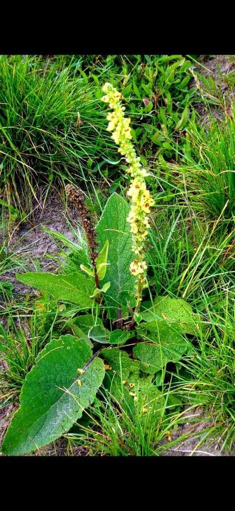 Ismerd meg a Fekete ökörfarkkórót (Verbascum nigrum)! Tudd meg jellemzőit, gondozását és szaporítását. Olvasd el az öntözési módszereket és a teleltetés titkait!