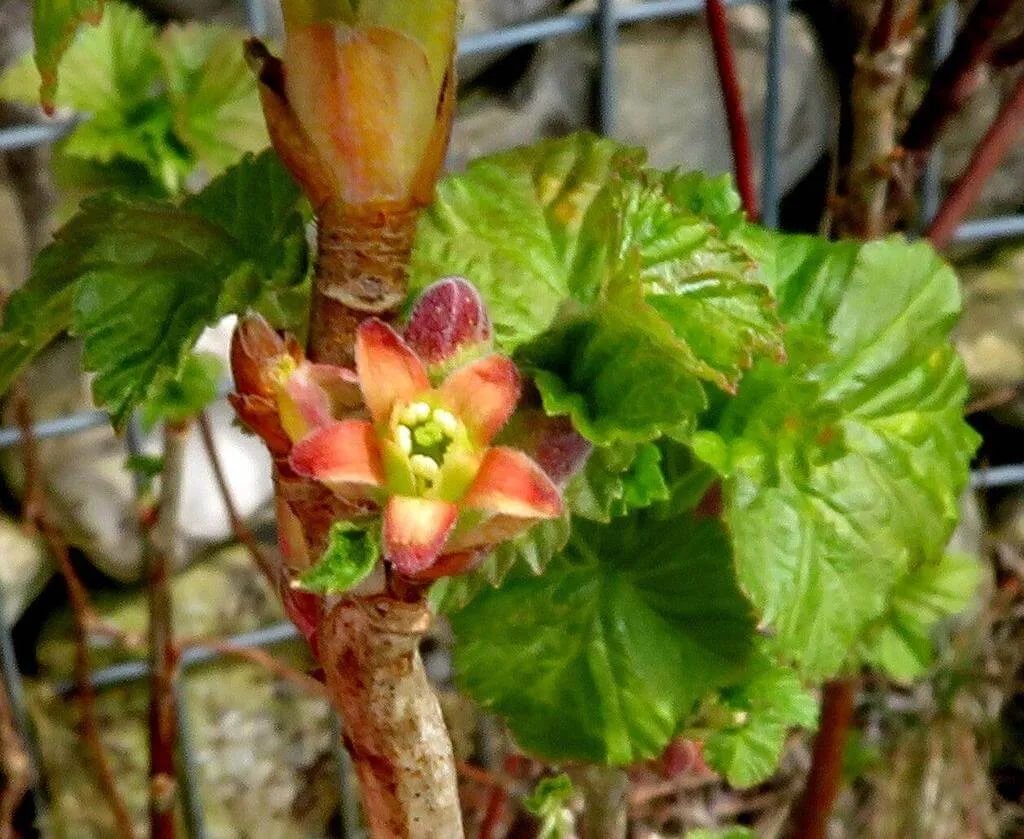 Ismerd meg a Fekete ribiszke (Ribes nigrum) fajtáit mint a Ben Nevis, Titania és Blackdown. Tudd meg hogyan kell gondozni, öntözni és teleltetni. Olvasd el a kártevők elleni védekezést is!