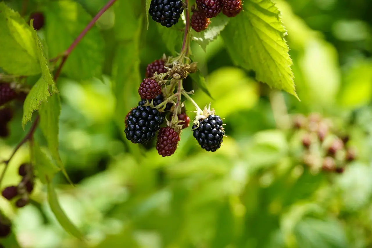 Te is meg tudod termeszteni: Így nevelj otthon fekete szedret lépésről lépésre