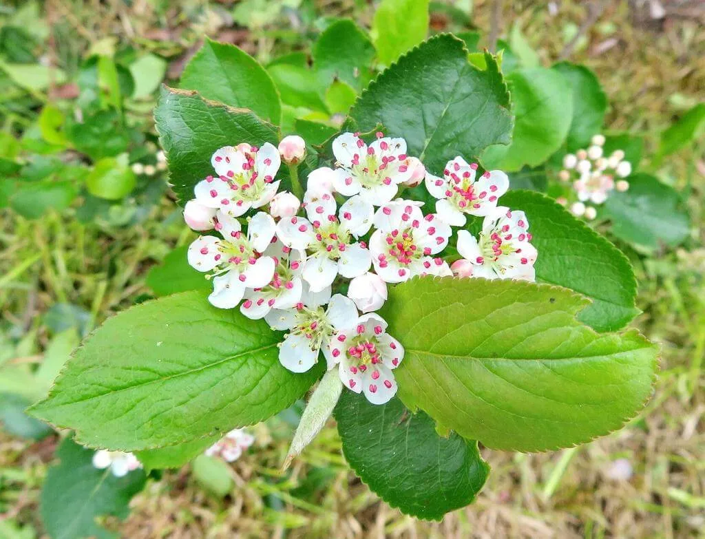 Ismerd meg a Fekete törpeberkenye (Aronia melanocarpa) fajtáit (Nero, Autumn Magic, Viking), gondozását, teleltetését és kártevőkkel szembeni védekezést. Tudd meg hogyan kell helyesen ültetni!