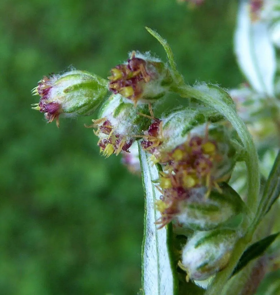 Fekete üröm (Artemisia vulgaris): fajtái, ültetése, metszése és betegségei