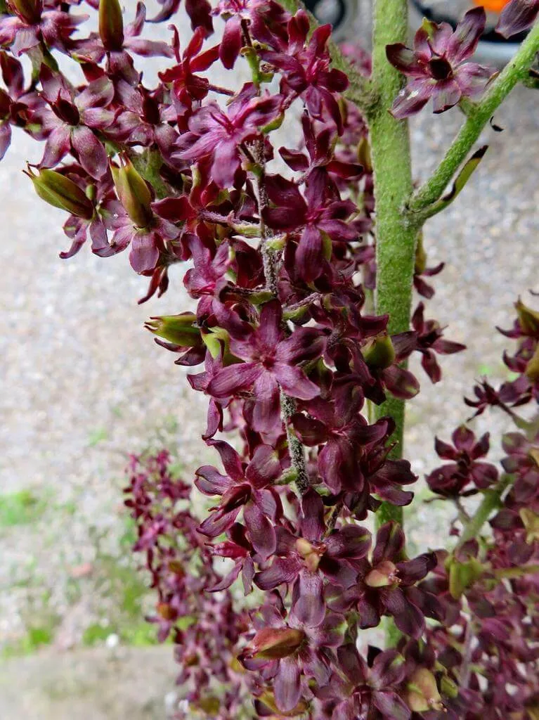 Ismerd meg a Fekete zászpa (Veratrum nigrum) fajtáit és jellemzőit! Tudd meg hogyan kell gondozni, teleltetni, öntözni. Olvasd el a legjobb szaporítási módszereket!