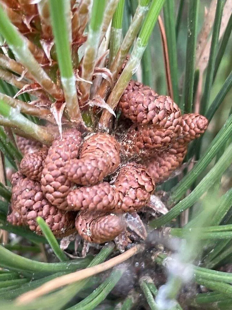 Feketefenyő (Pinus nigra): fajták, ültetés, metszés és betegségek Feketefenyő (Pinus nigra): fajták, ültetés, metszés és betegségek