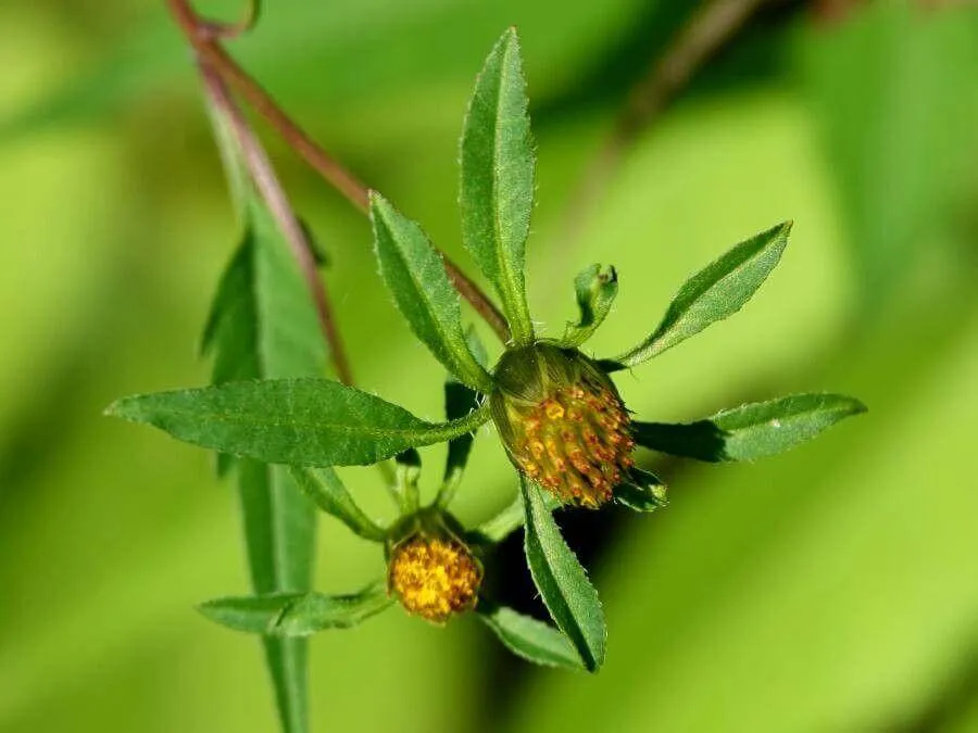 Feketéllő farkasfog (Bidens frondosa): fajtái, ültetése, metszése és betegségei