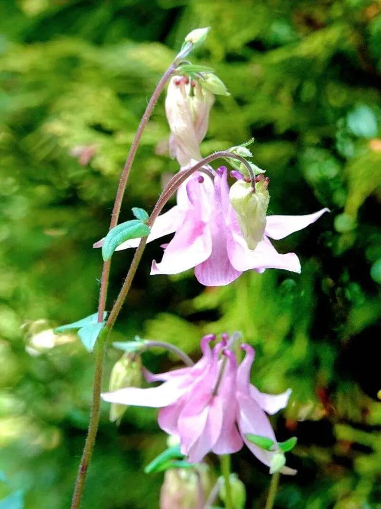 Feketéllő harangláb (Aquilegia atrata): fajtái, ültetése, metszése és betegségei