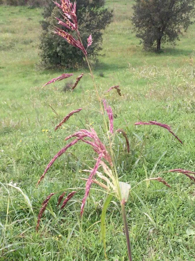 Ismerd meg a Fenyércirok (Sorghum halepense) fajtáit, gondozását és betegségmegelőzési módszereit! Tudd meg hogyan kell helyesen ültetni és teleltetni ezt a különleges növényt.