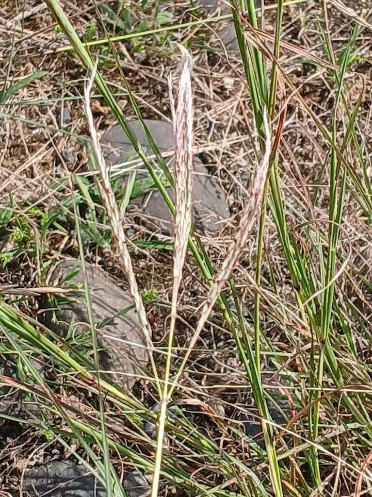 Ismerd meg a Fenyérfű (Bothriochloa ischaemum) fajtáit, gondozását, teleltetését és kártevők elleni védekezést. Tudd meg az öntözési módszereket és a talajtakarítás fontosságát!