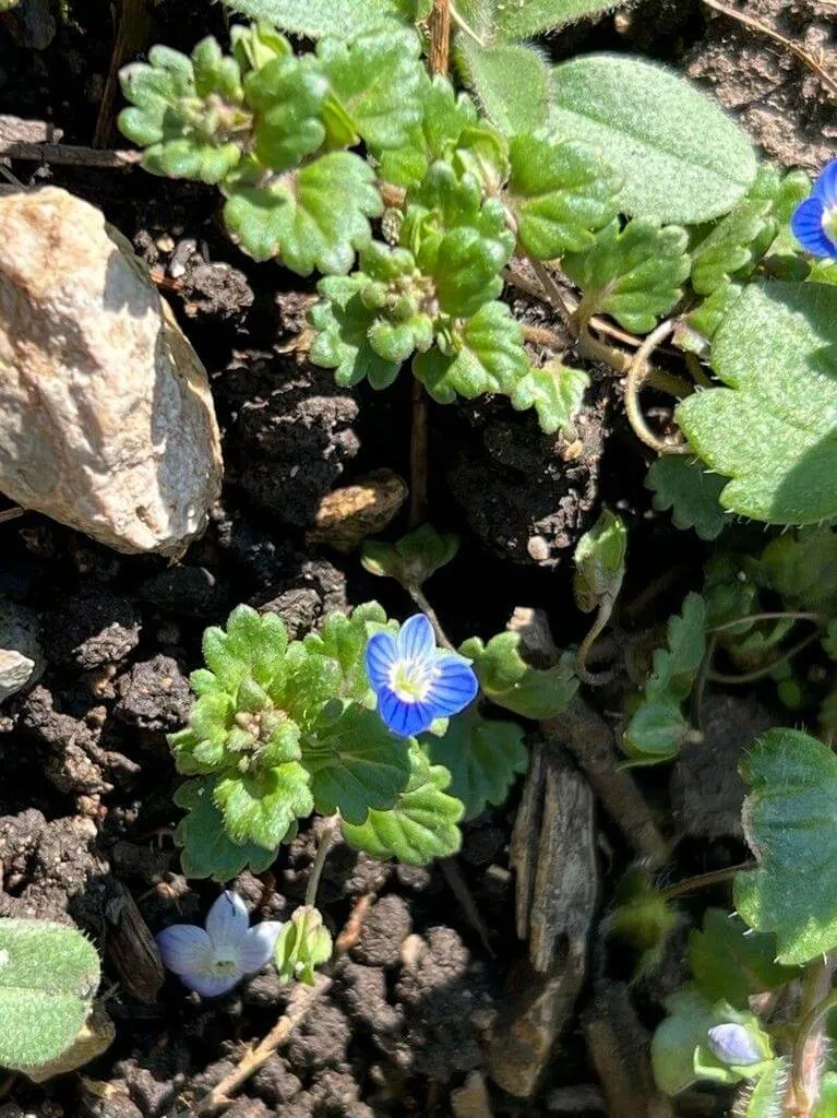 Ismerd meg a Fényes veronikát (Veronica polita) - fajtáit (Georgia Blue, Alba), gondozását, teleltetését. Tudd meg az öntözési módszereket és a kártevők elleni védekezést!