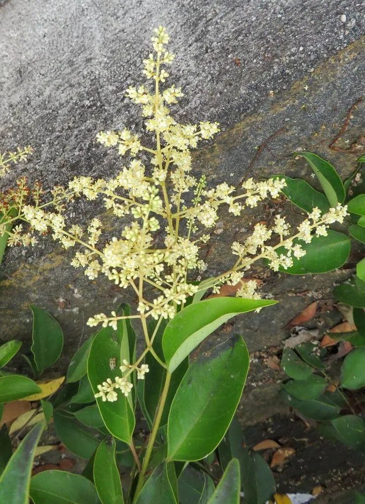 Fényeslevelű fagyal (Ligustrum lucidum): fajtái, gondozása, ültetése és betegségei