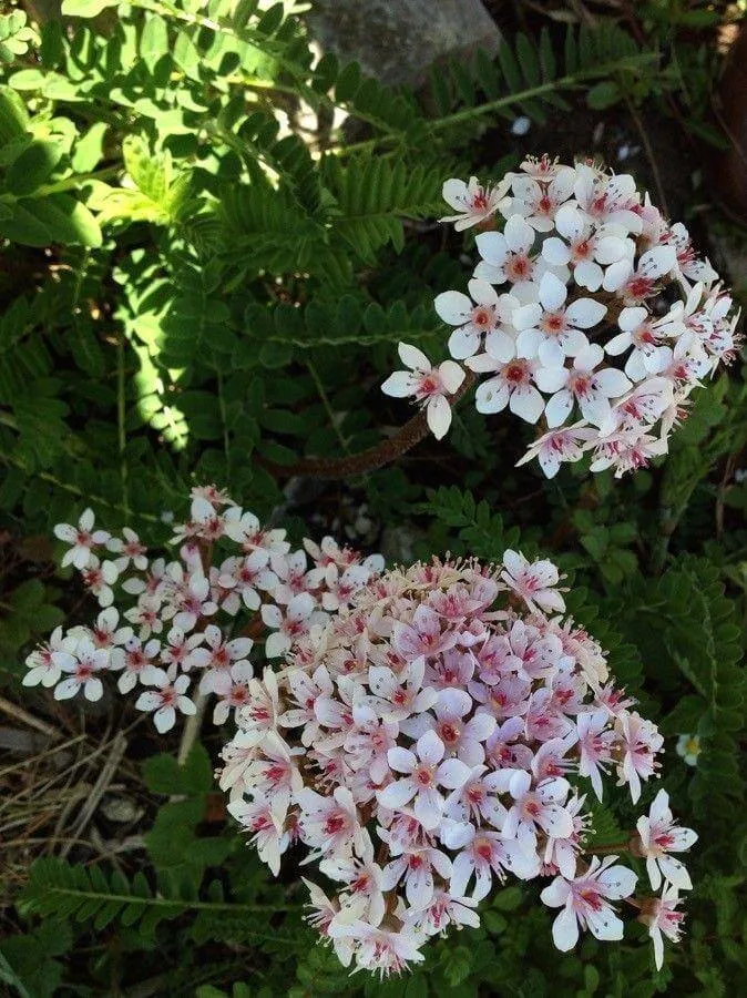 Ismerd meg a Fényképeket (Darmera peltata)! A cikkben bemutatjuk a növény fajtáit, gondozását, teleltetését és leggyakoribb kártevőit. Tudd meg hogyan kell helyesen ültetni és szaporítani!