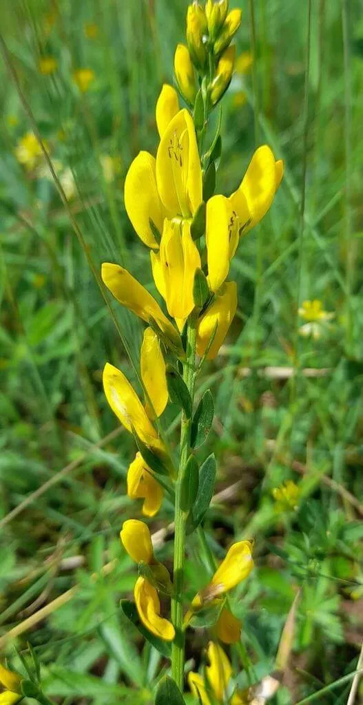 Ismerd meg a Festő rekettye (Genista tinctoria) fajtáit és jellemzőit! Tudd meg hogyan kell gondozni, teleltetni, öntözni; fedezd fel a leggyakoribb kártevőket és betegségeiket!