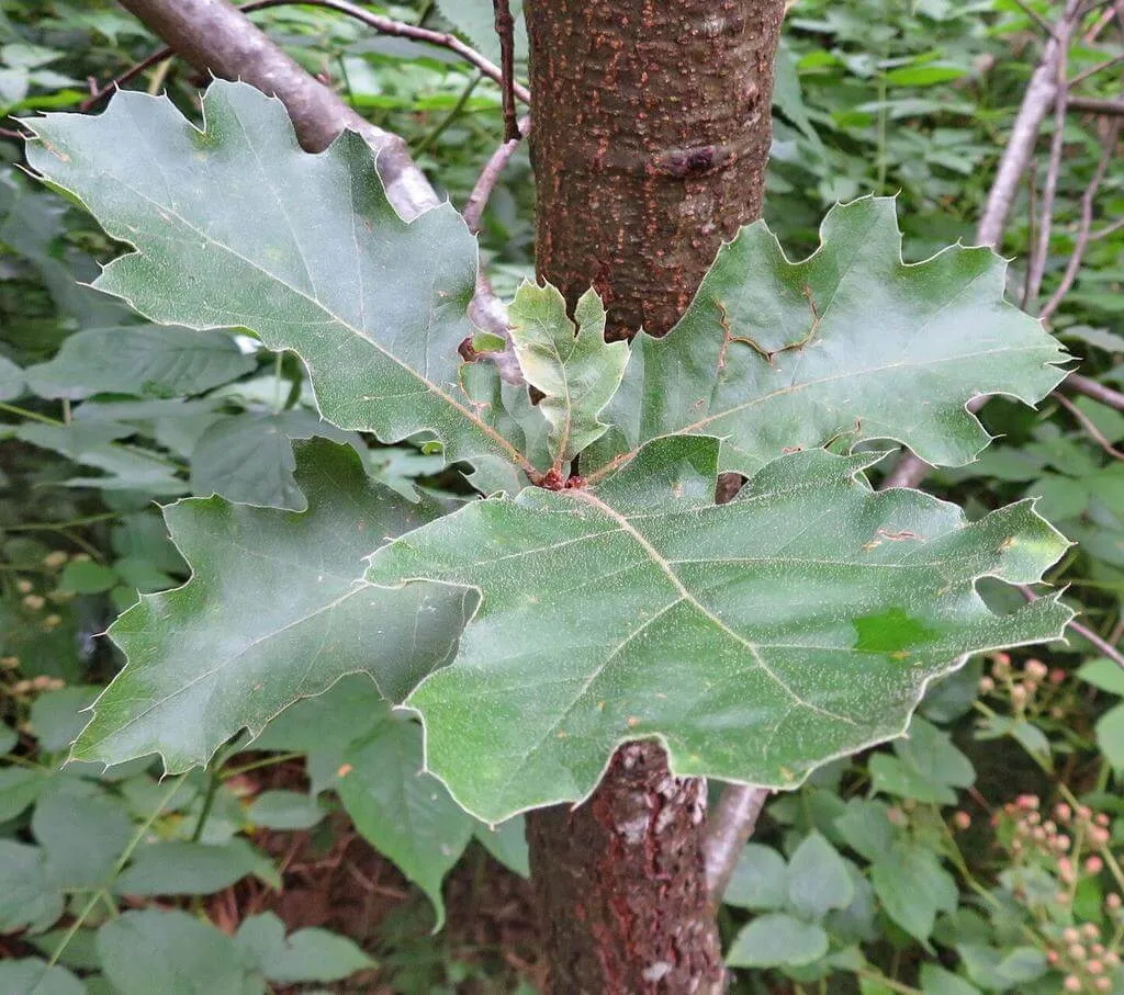 Fedezd fel a Festő tölgy (Quercus velutina) jellemzőit! Ismerd meg fajtáit, gondozását, teleltetését és a legjobb öntözési módszereket. Tudd meg a kártevők elleni védekezést is!