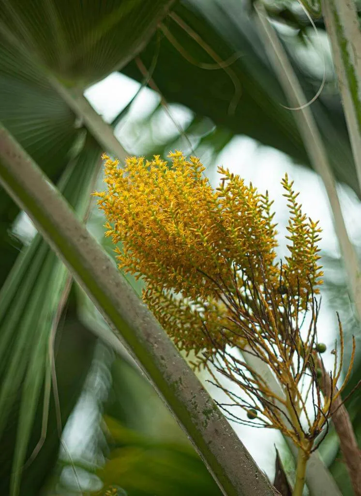 Fidzsi-pálma (Pritchardia pacifica): fajták, gondozás, ültetés és betegségek