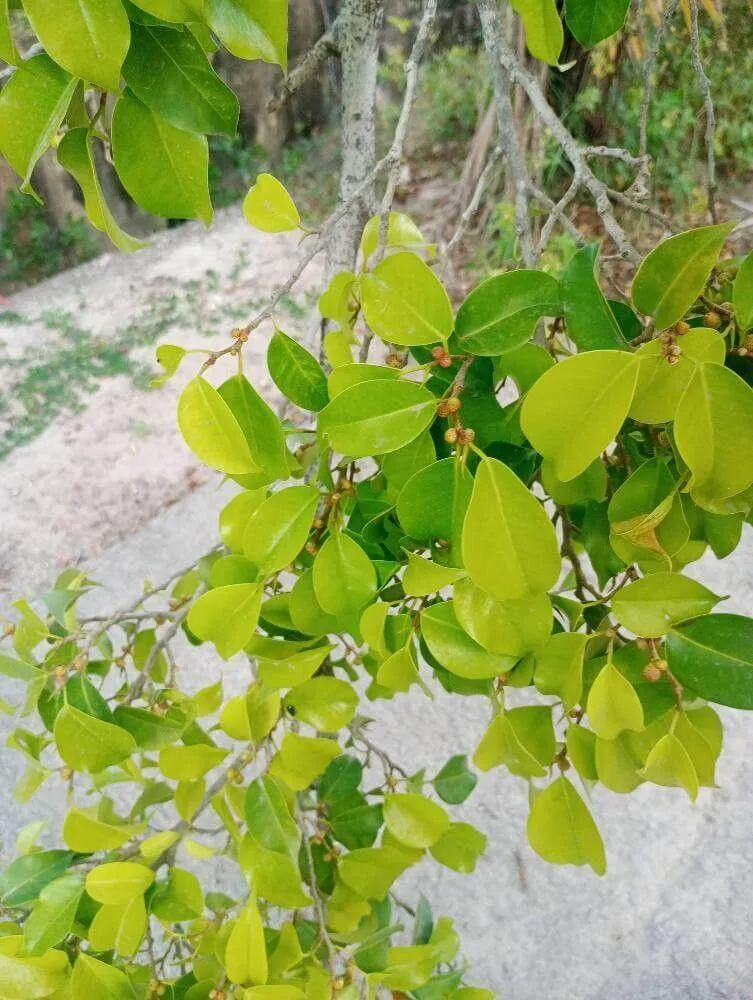 Fikusz Ginseng (Ficus microcarpa): fajtái, ültetése, metszése és betegségei
