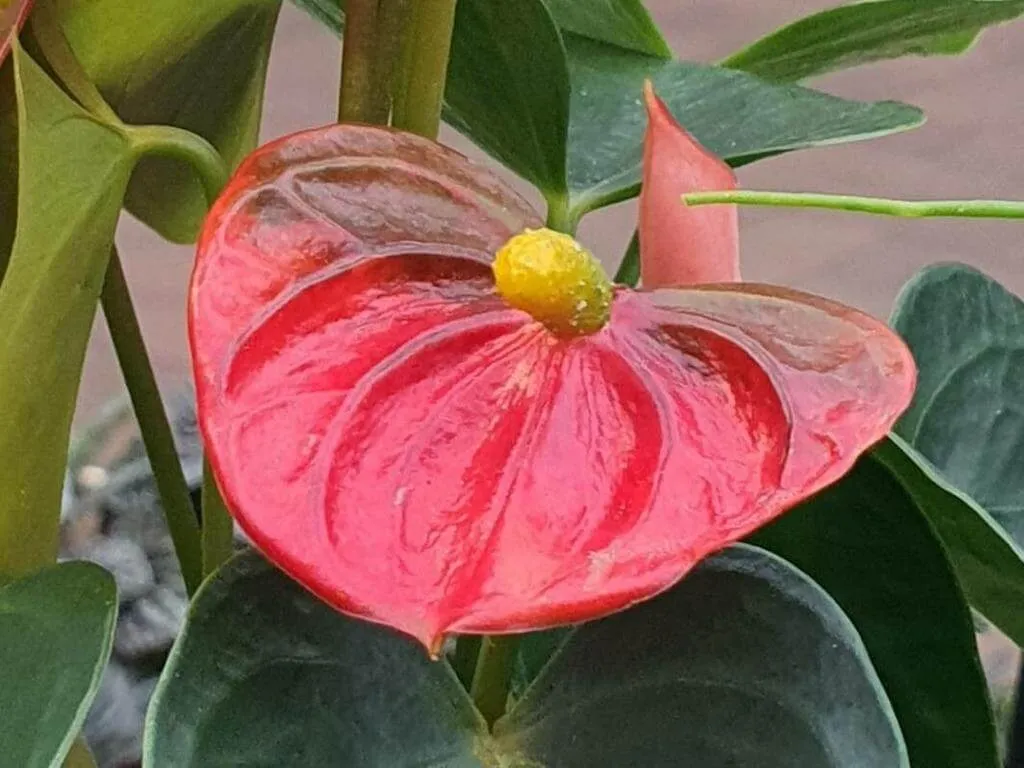 Ismerd meg a Flamingó virág (Anthurium andraeanum) fajtáit, gondozását és öntözési módszereit! Tudd meg hogyan kell teleltetni és átültetni ezt a csodás növényt.