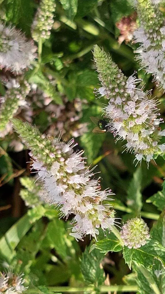 Ismerd meg a Fodormenta (Mentha spicata) különböző fajtáit, gondozását és teleltetését. Tudd meg hogyan kell öntözni, metszeni és védekezni a kártevők ellen!