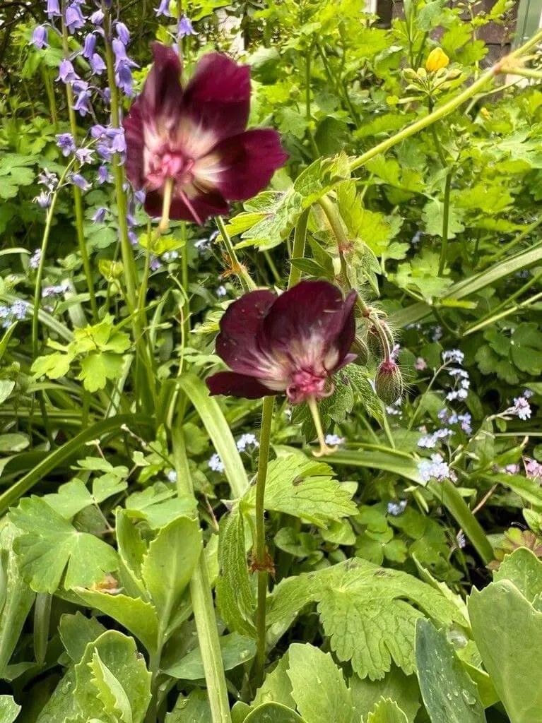 Ismerd meg a Fodros gólyaorr (Geranium phaeum) fajtáit, gondozását és teleltetését! Tudd meg hogyan kell ültetni, szaporítani és védekezni a kártevők ellen!